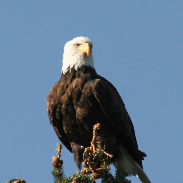 Bald eagle yellowstone