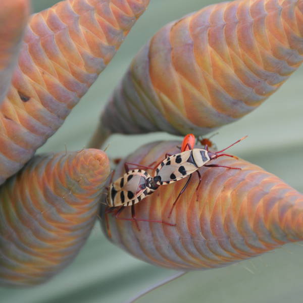 Sonja gilissen  typisch insekt voor de welwitschiaplant (14)