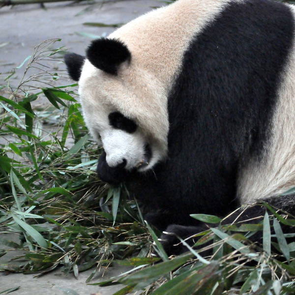 Chengdu research base of giant panda breeding 20141020 006