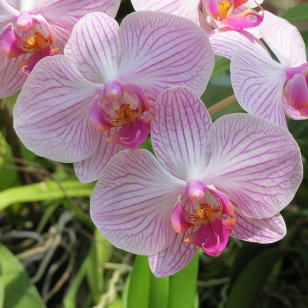 1278 orchidee