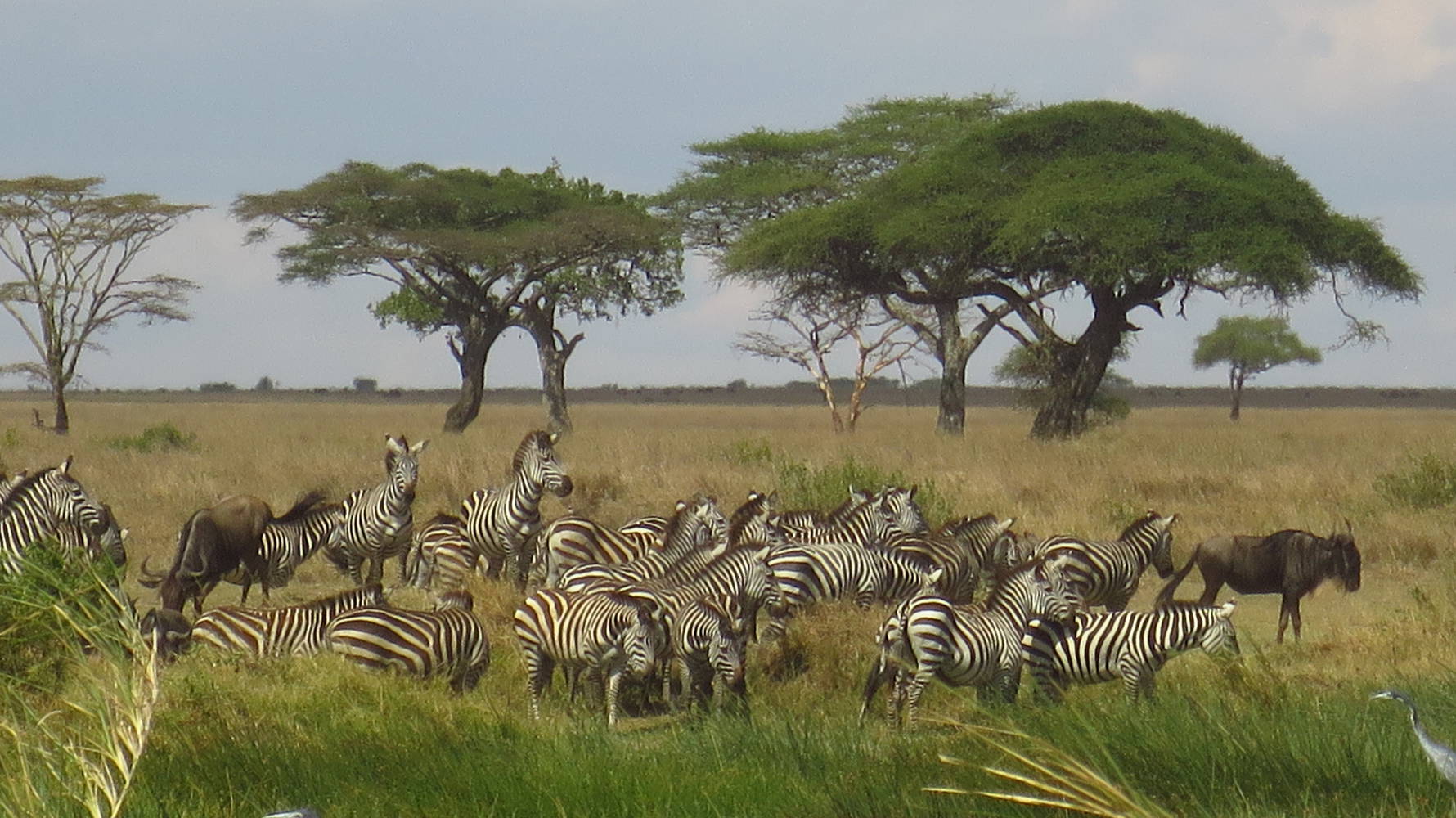 Dag 9 – 6/11 zondag – Ngorongoro CA – Serengeti National Park.