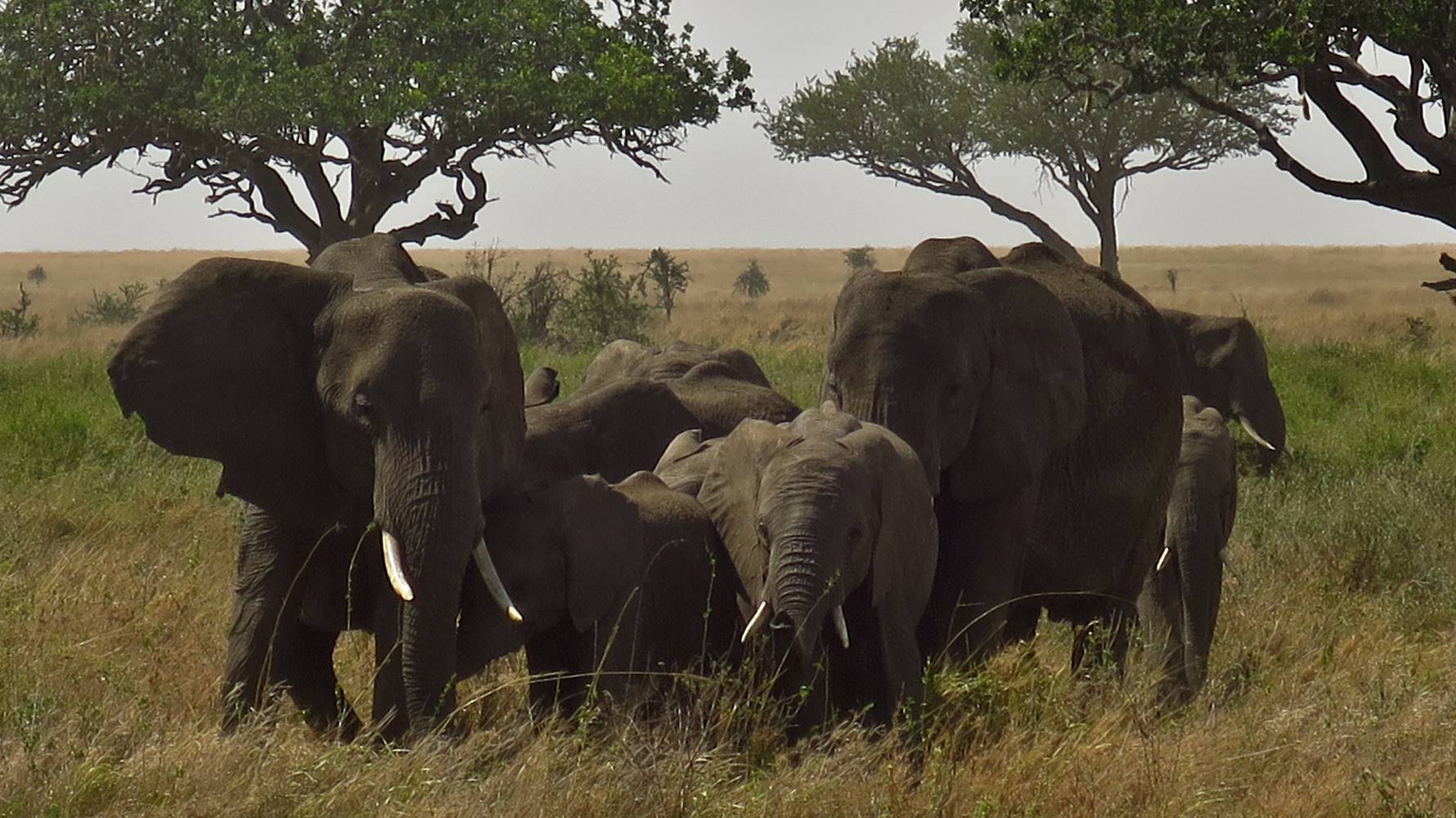 Dag 10 – 7/11 maandag – Serengeti National Park