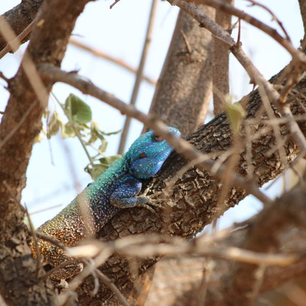 0048 entabeni   blauwkopkochelmander