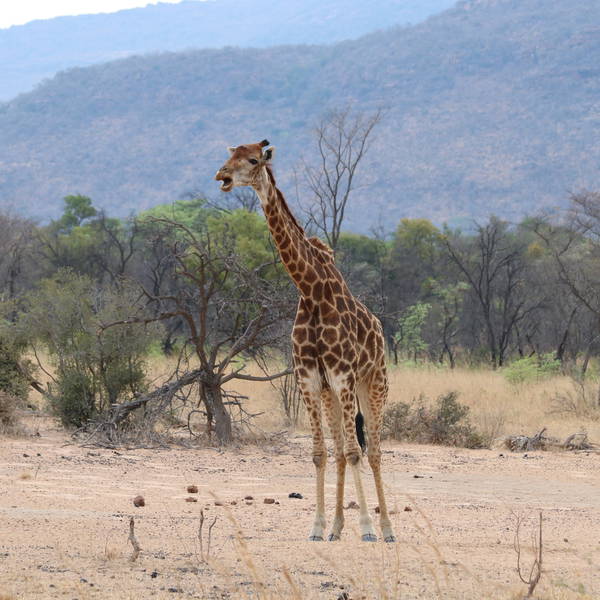 0066 entabeni   giraf en ossenpikker