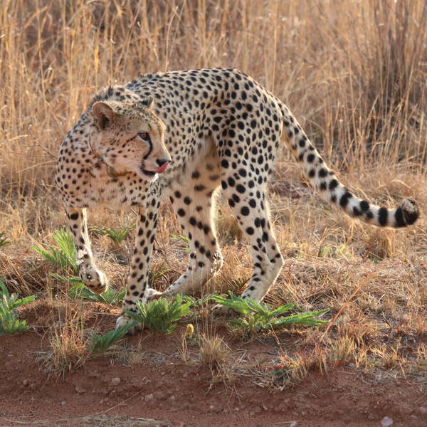 0136 entabeni   cheetah (jachtluipaard)