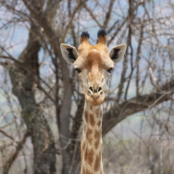 0229 giraf