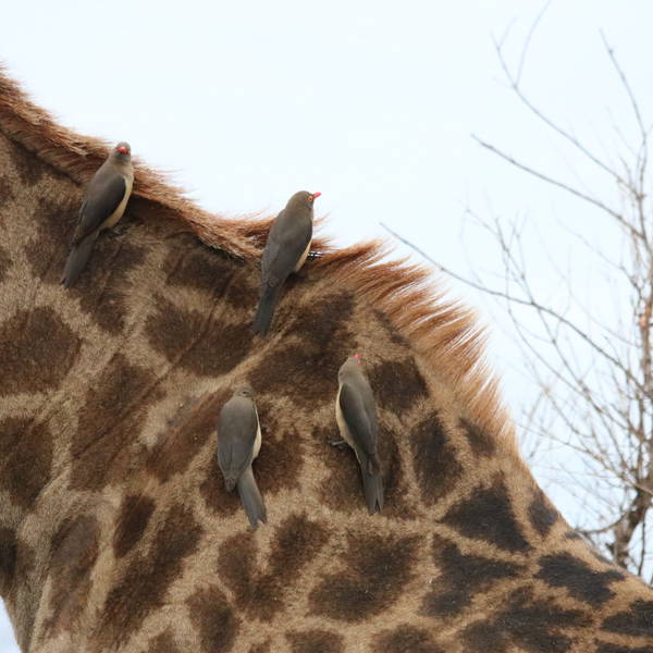 0353 karongwe   giraf met ossenpikkers