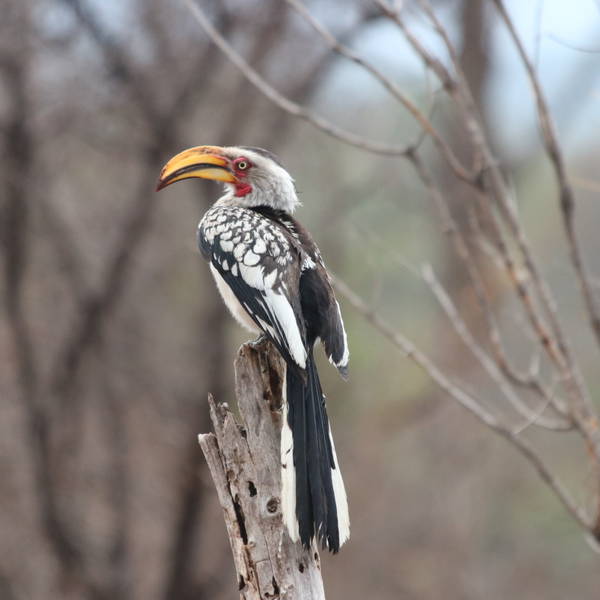 0394 karongwe   geelbekneushoornvogel