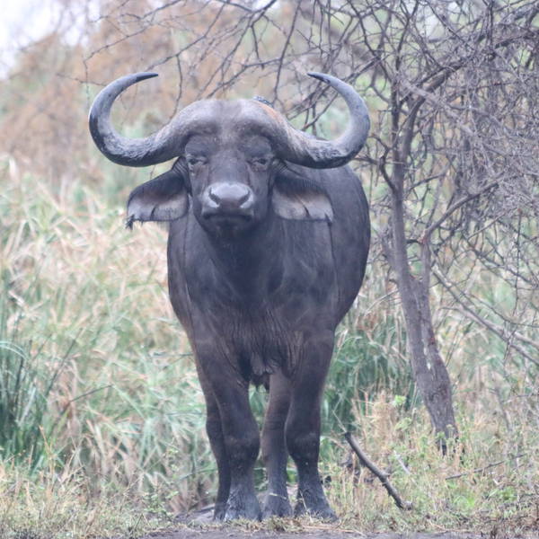 0441 karongwe   buffel