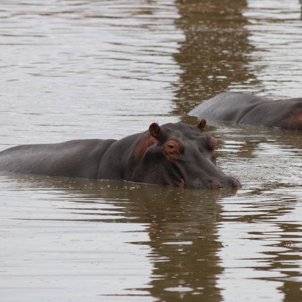 0464 karongwe   nijlpaarden