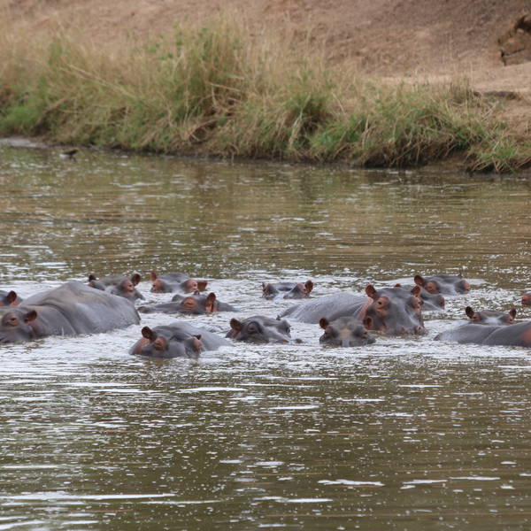 0465 karongwe   nijlpaarden