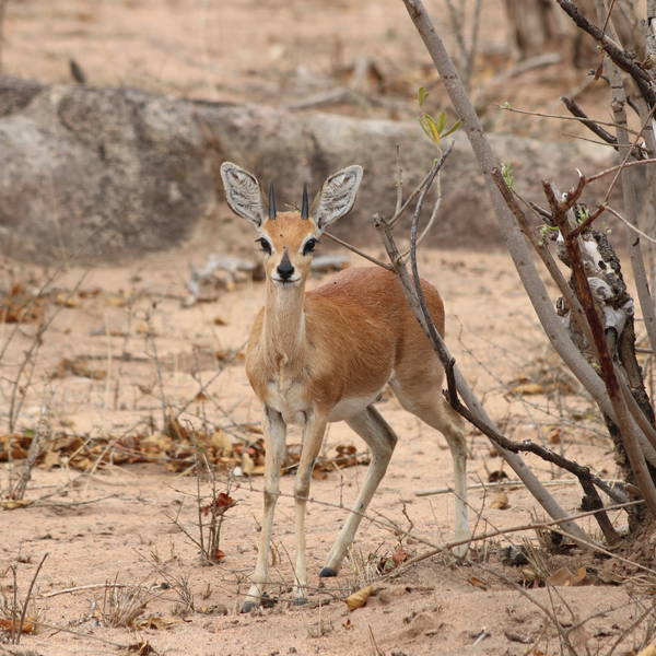 0563 krugerpark   steenbok