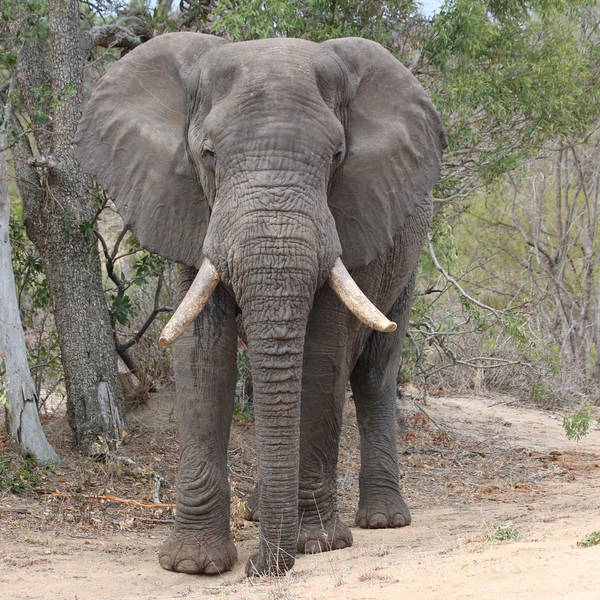 0580 krugerpark   olifant