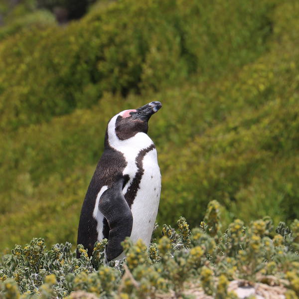 1401 boulders   afrikaanse pinguins