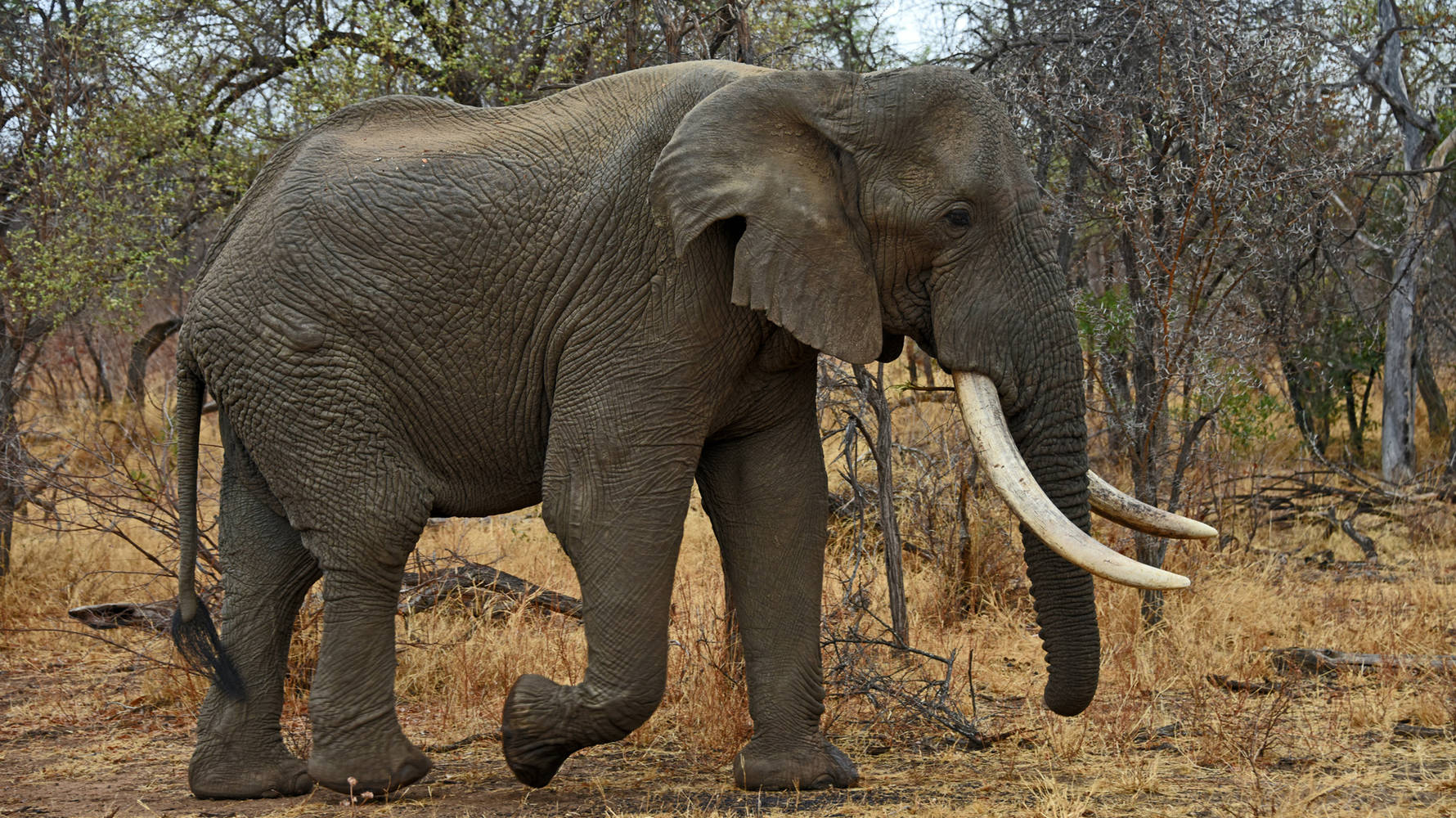 Karongwe game reserve en zijn olifanten