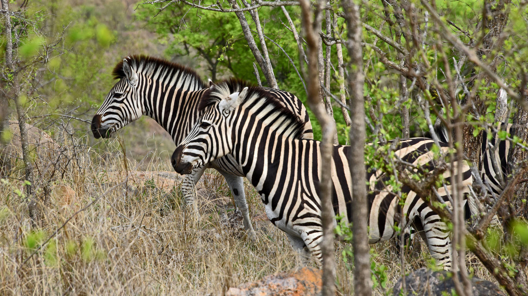 Het Kruger National Park... moeder van alle parken...?